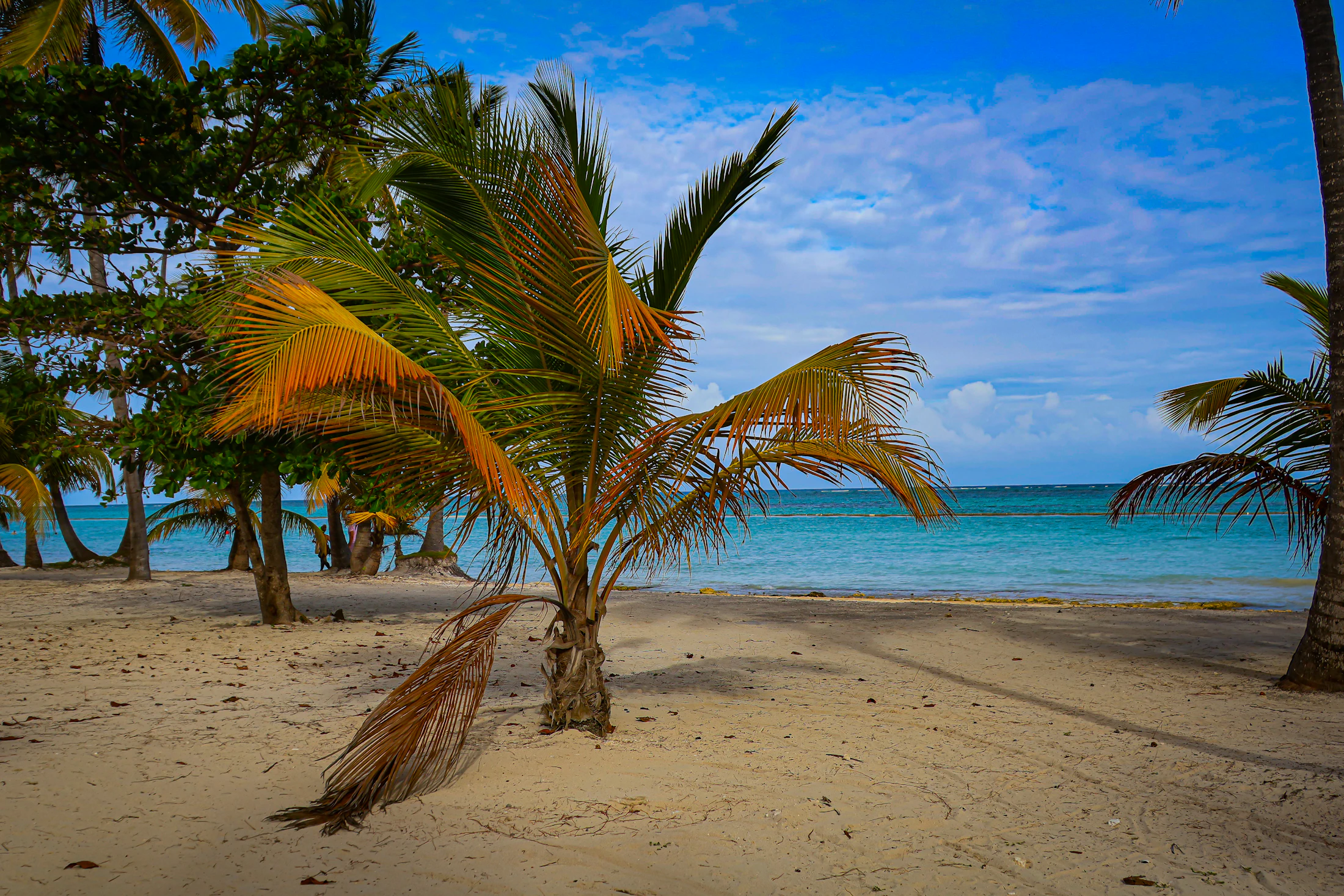 Palm trees, sand and turquoise sea at Juanillo Beach in Cap Cana